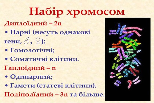Набір хромосом